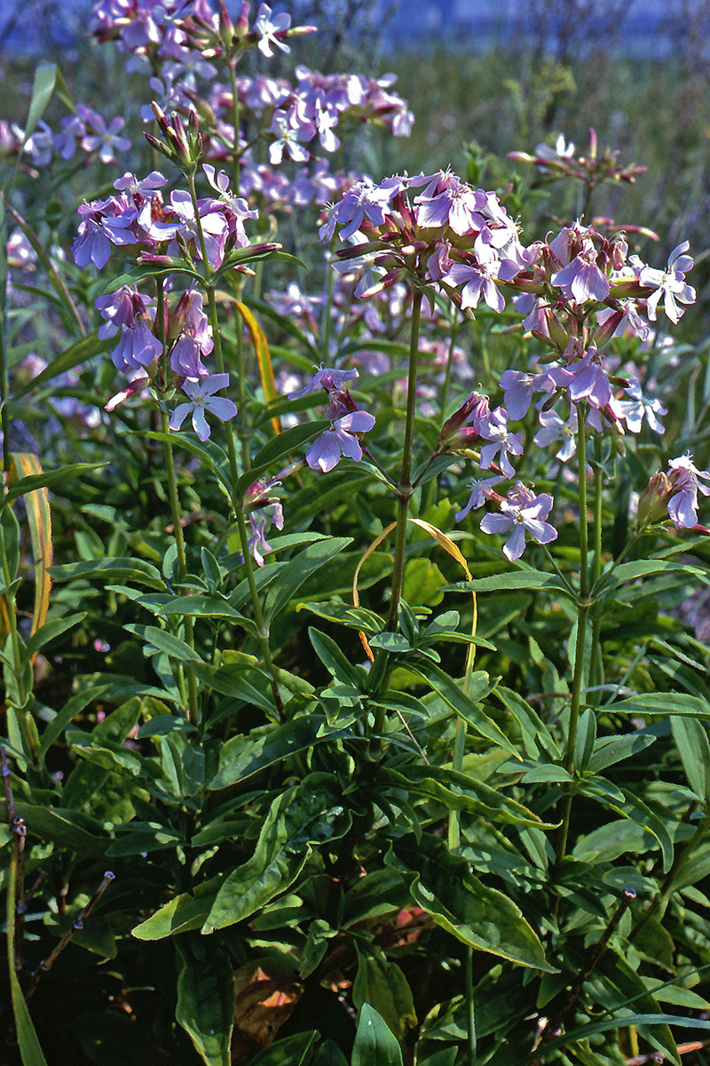 Caryophyllaceae Saponaria officinalis