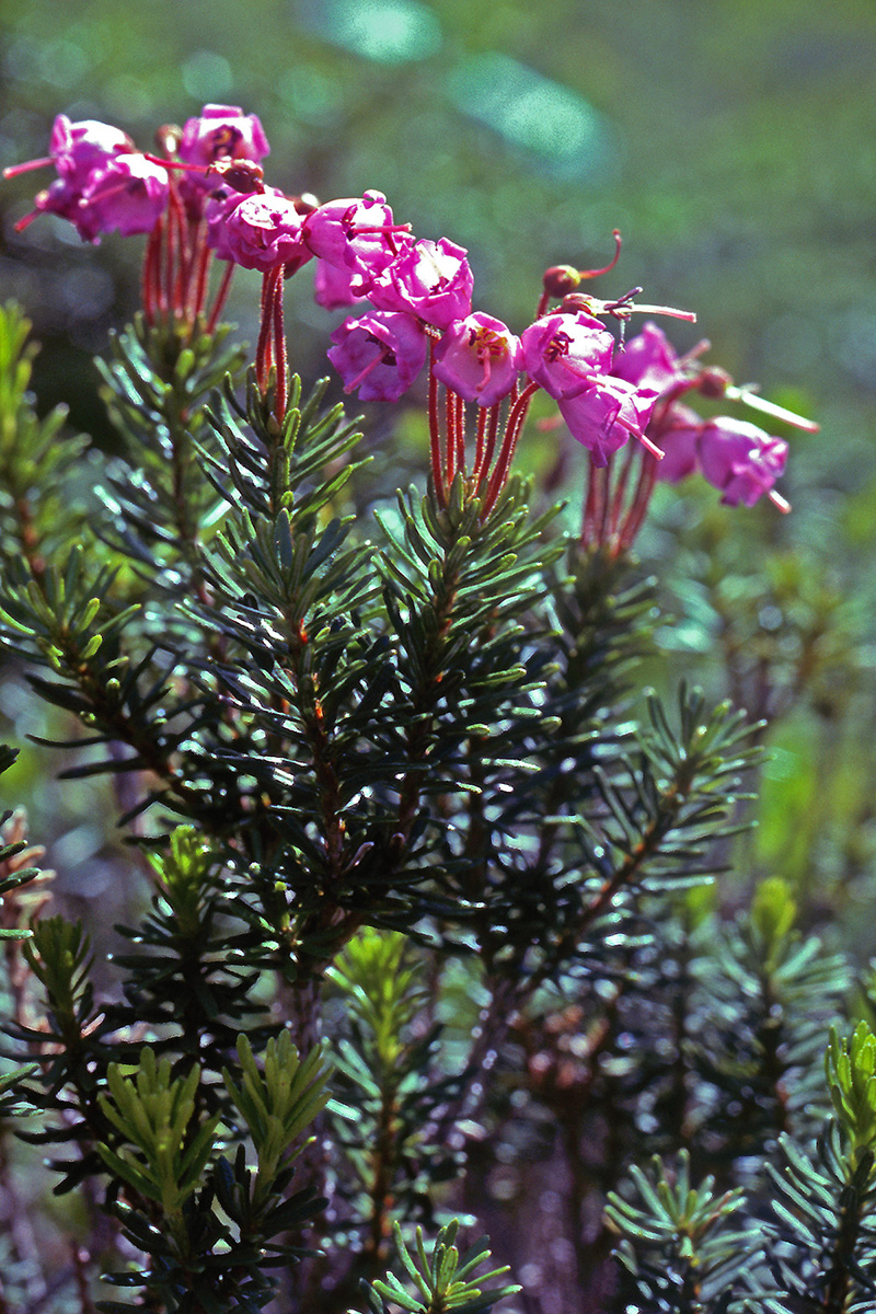 Ericaceae Phyllodoce empetriformis