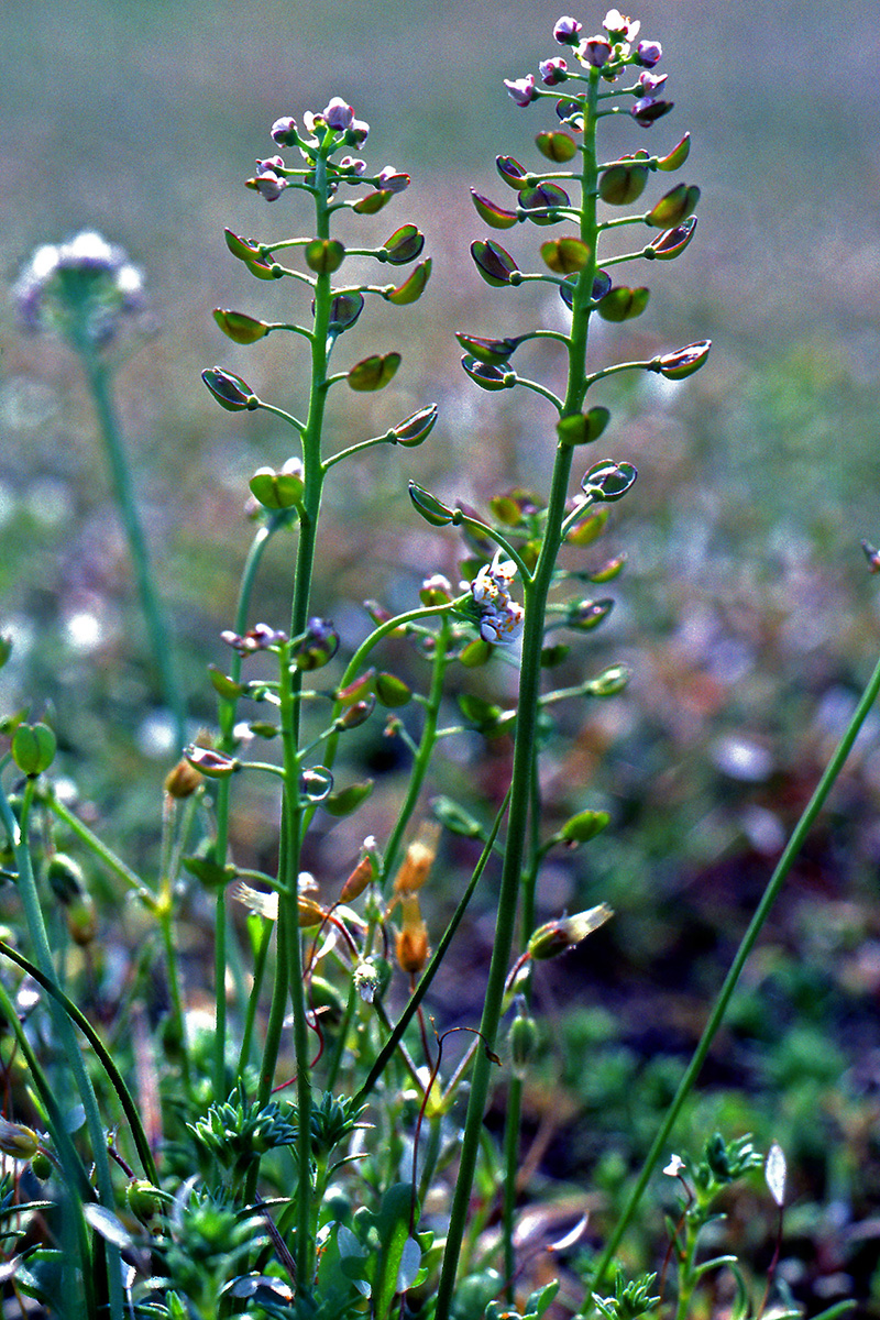 Brassicaceae Teesdalia nudicaulis