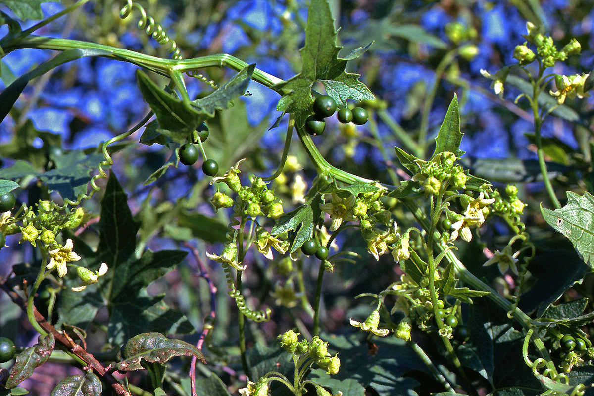 Cucurbitaceae Bryonia alba