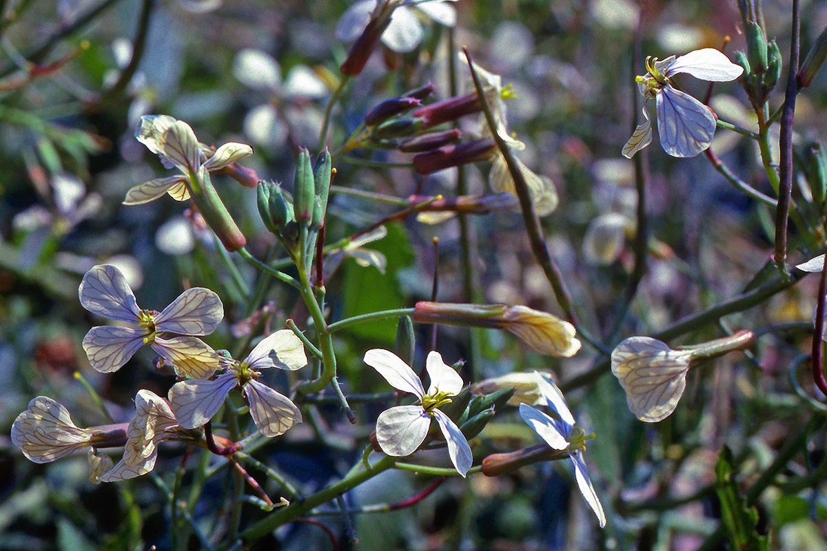 Brassicaceae Eruca vesicaria