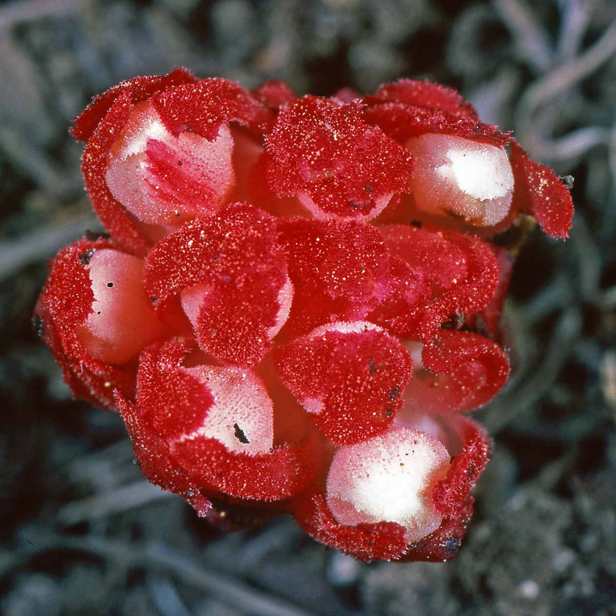 Cytinaceae Cytinus ruber