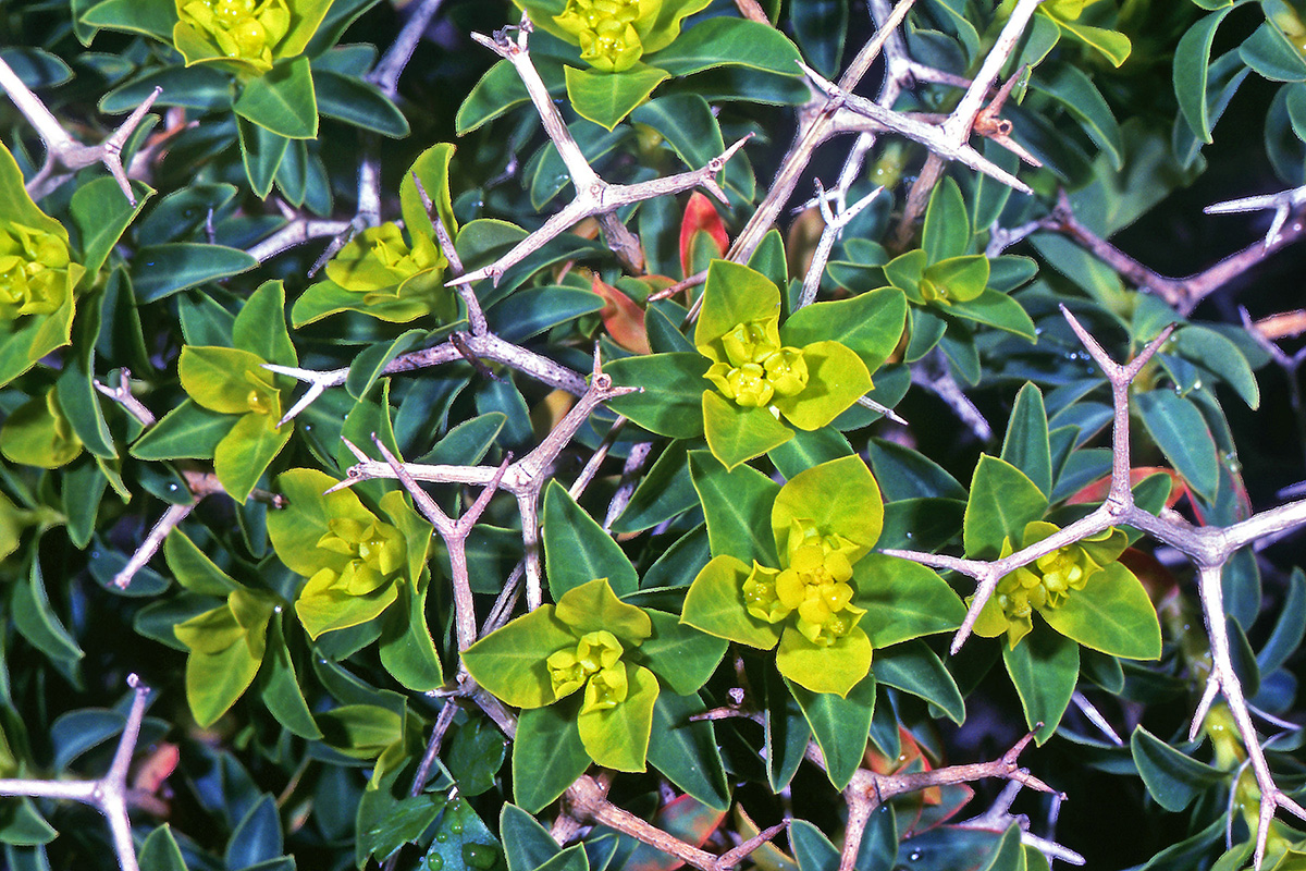 Euphorbiaceae Euphorbia acanthothamnos