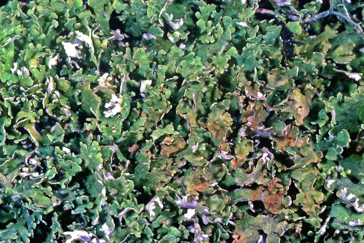 Cladoniaceae Cladonia foliacea