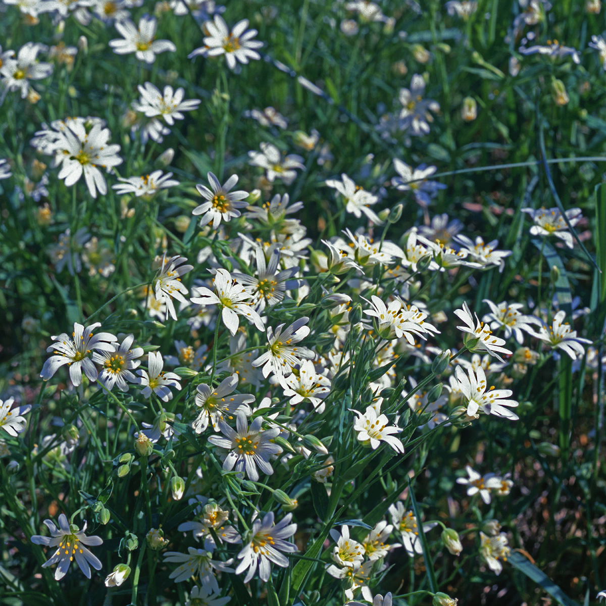 Caryophyllaceae Stellaria holostea