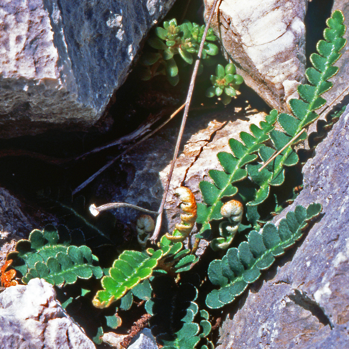 Aspleniaceae Ceterach officinarum