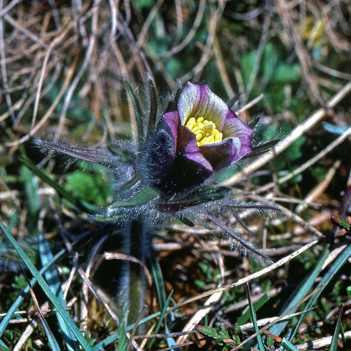 Ranunculaceae Anemone pratensis