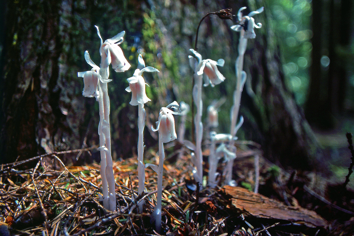 Ericaceae Monotropa uniflora