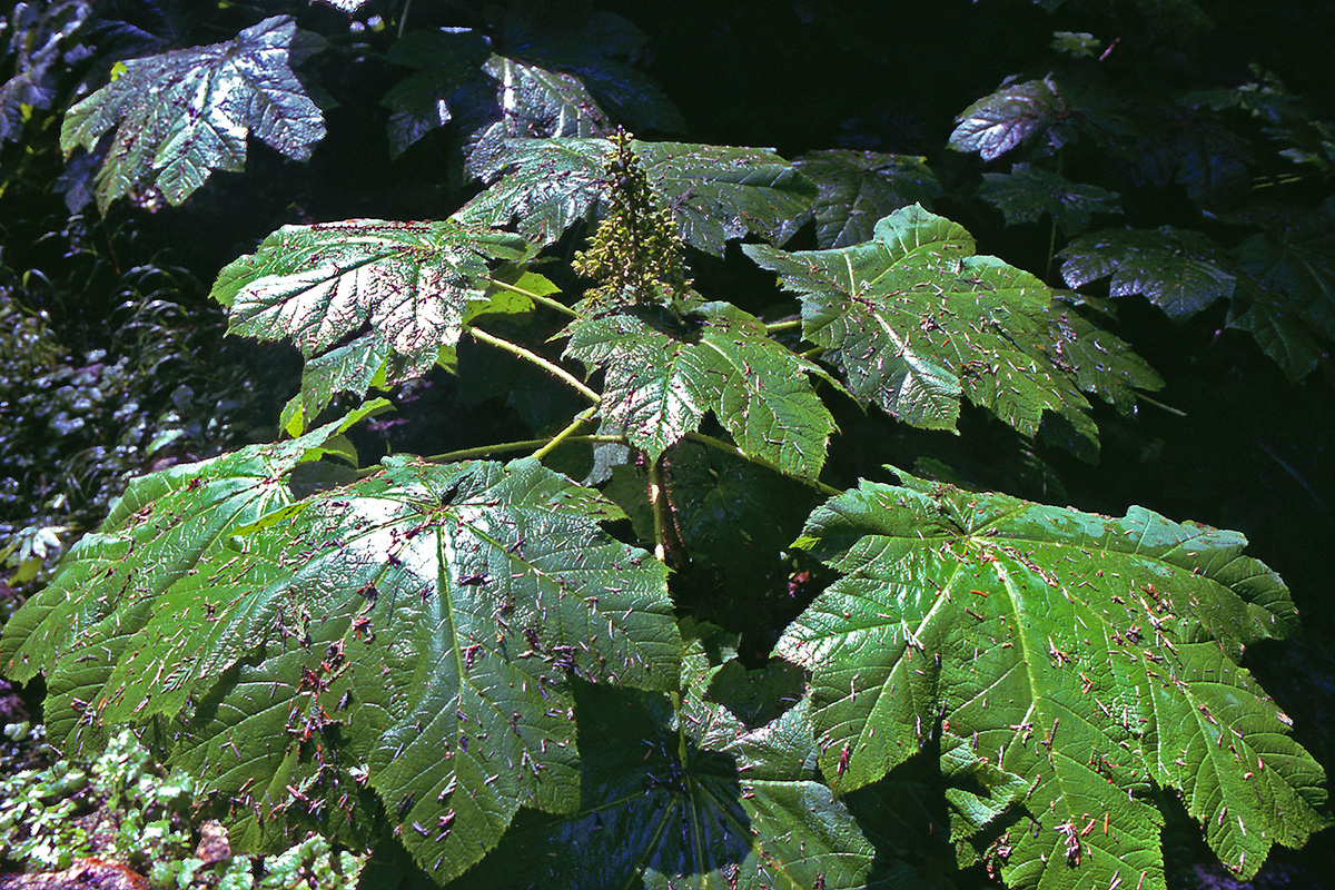 Araliaceae Oplopanax horridus