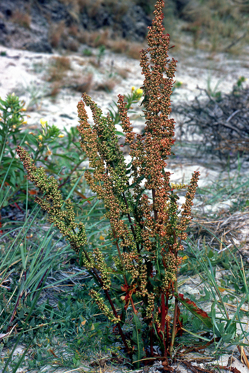 Polygonaceae Rumex crispus