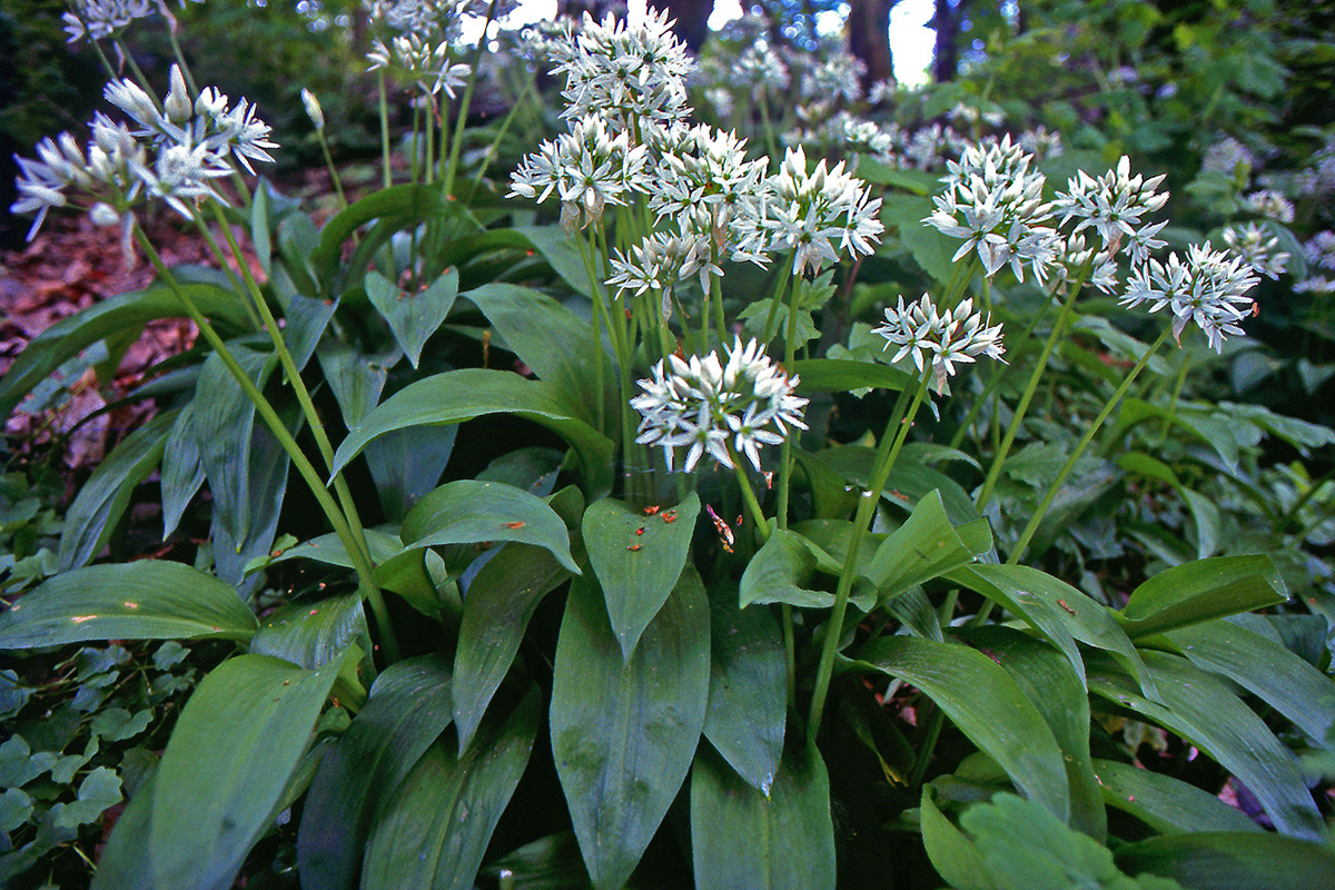 Amaryllidaceae Allium ursinum