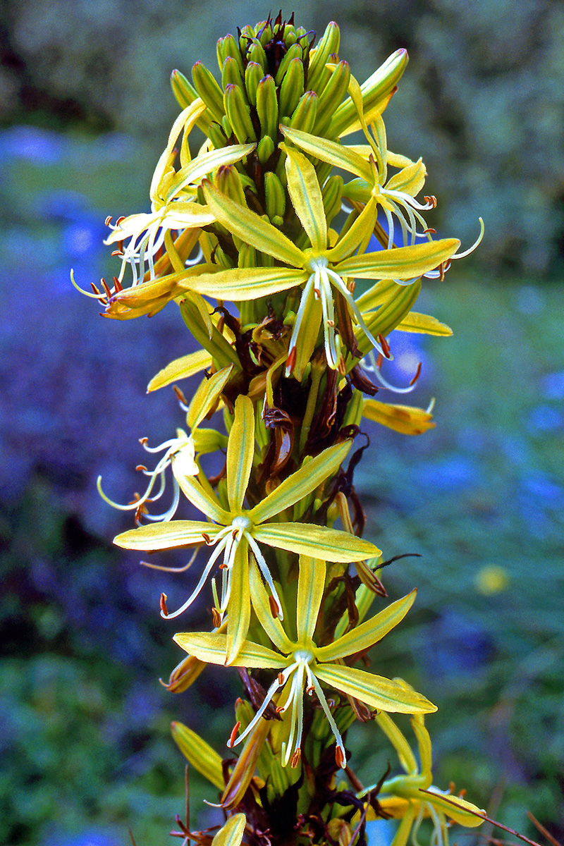Asphodelaceae Asphodeline lutea