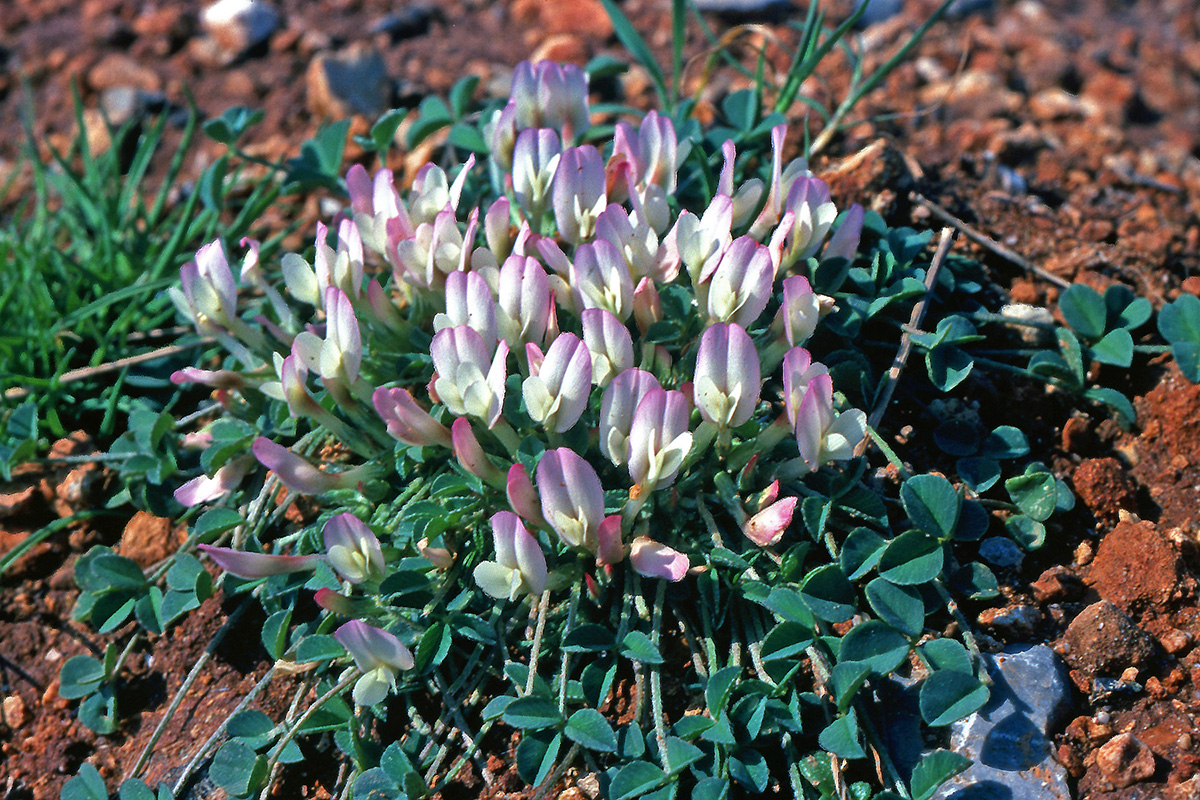 Fabaceae Trifolium uniflorum