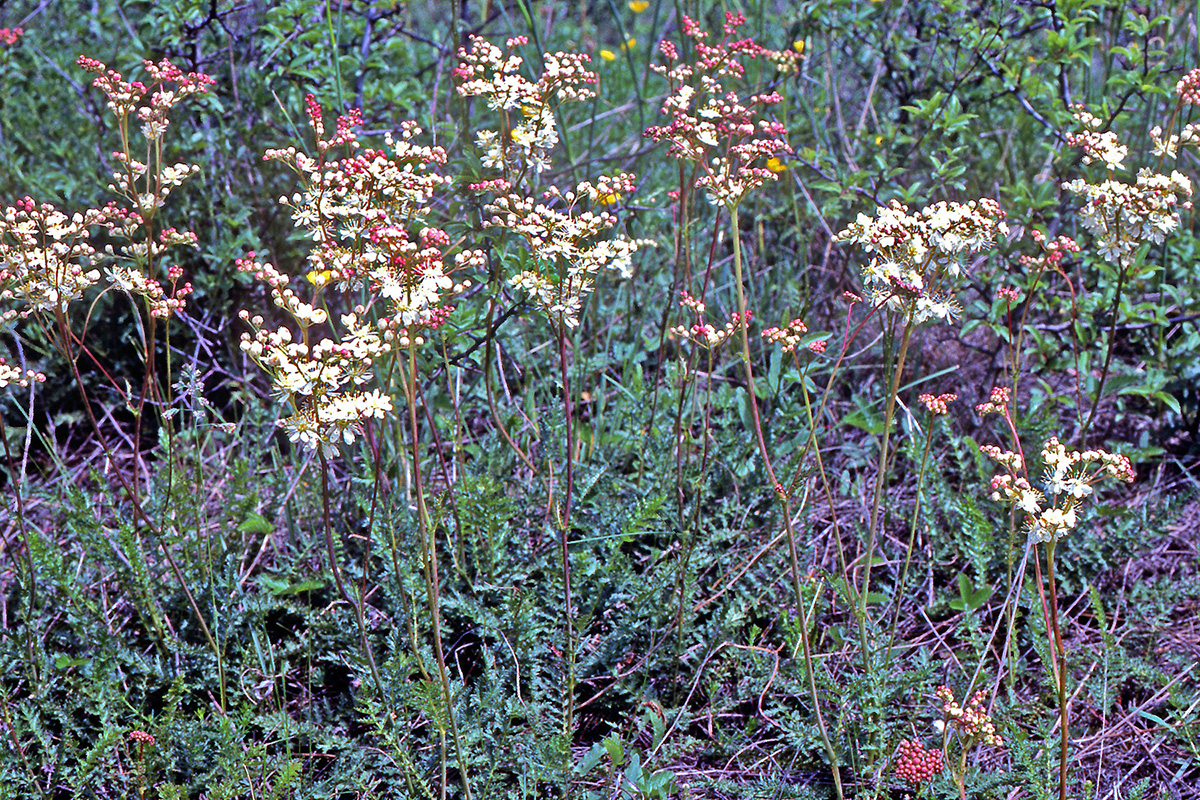 Rosaceae Filipendula vulgaris