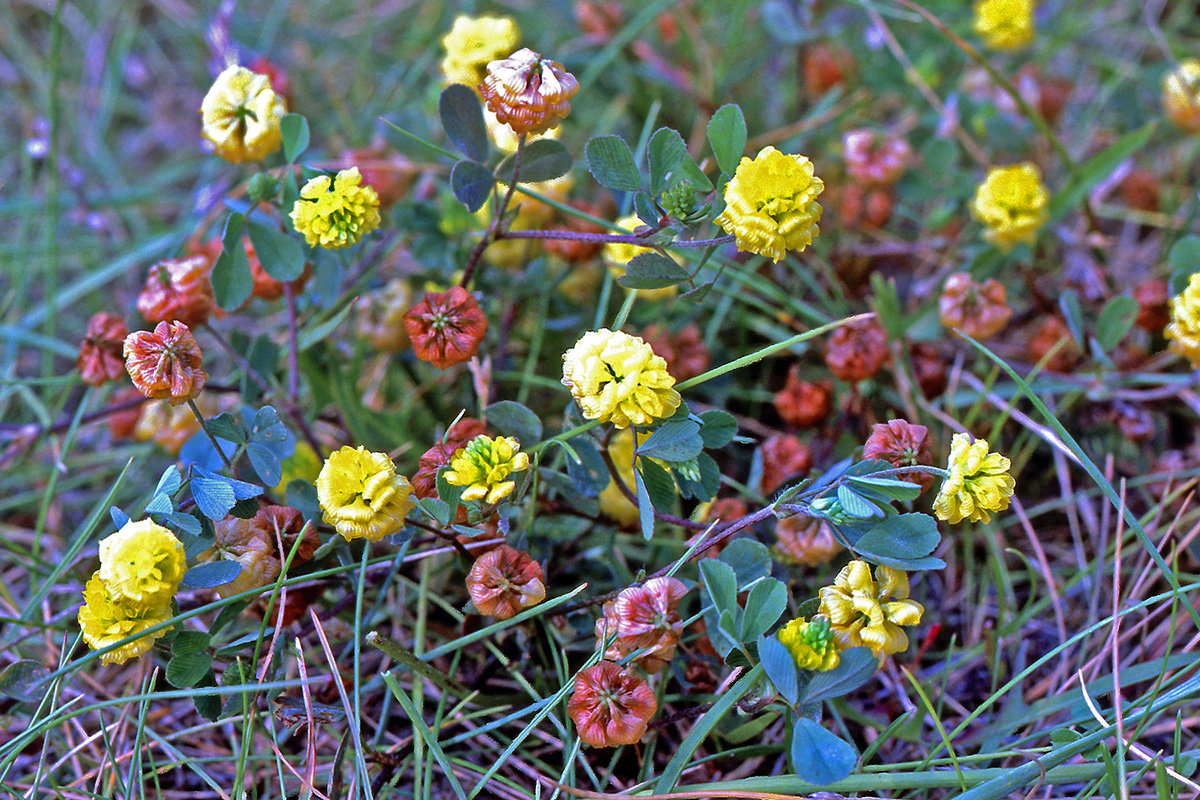 Fabaceae Trifolium campestre