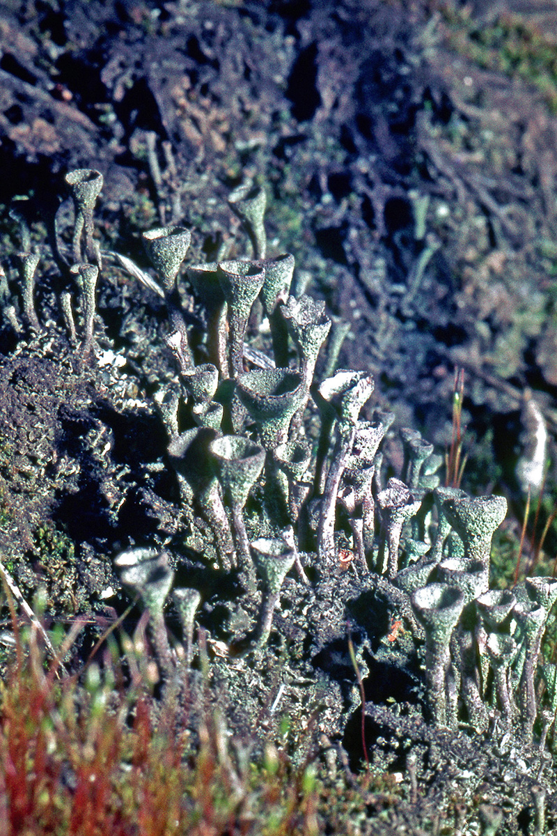 Cladoniaceae Cladonia chlorophaea