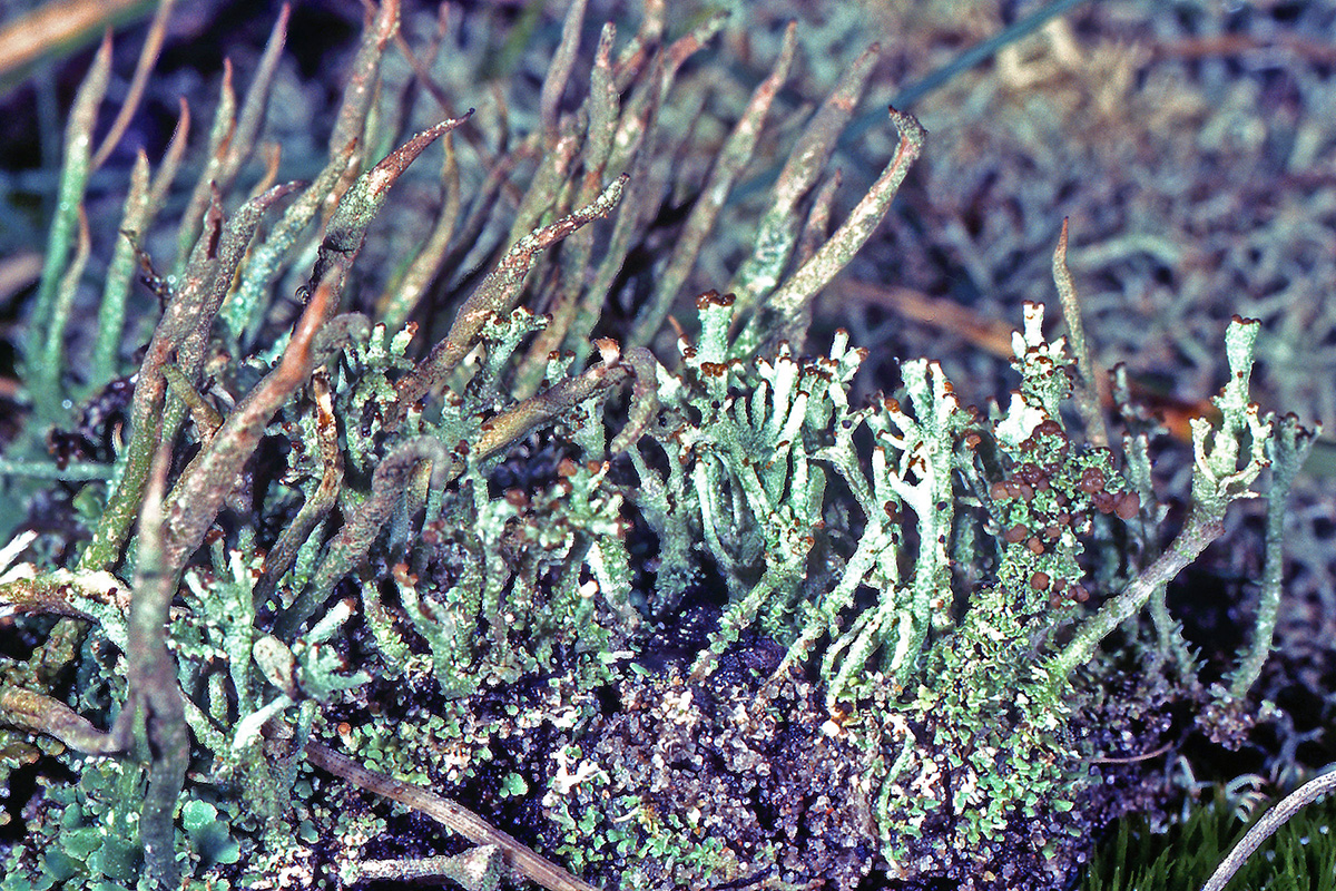 Cladoniaceae Cladonia cornuta