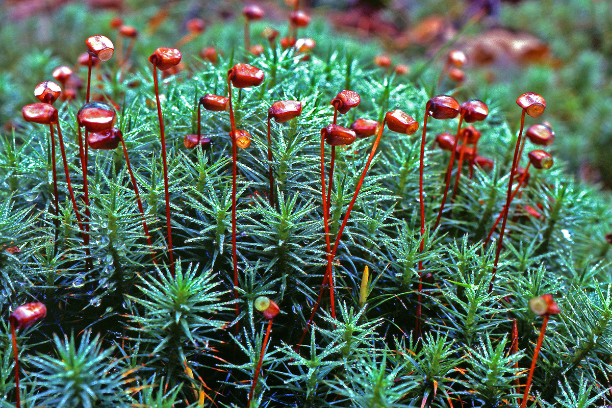 Polytrichaceae Polytrichum commune