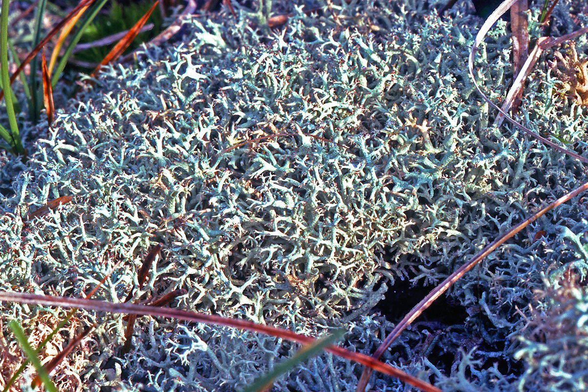 Cladoniaceae Cladonia impexa