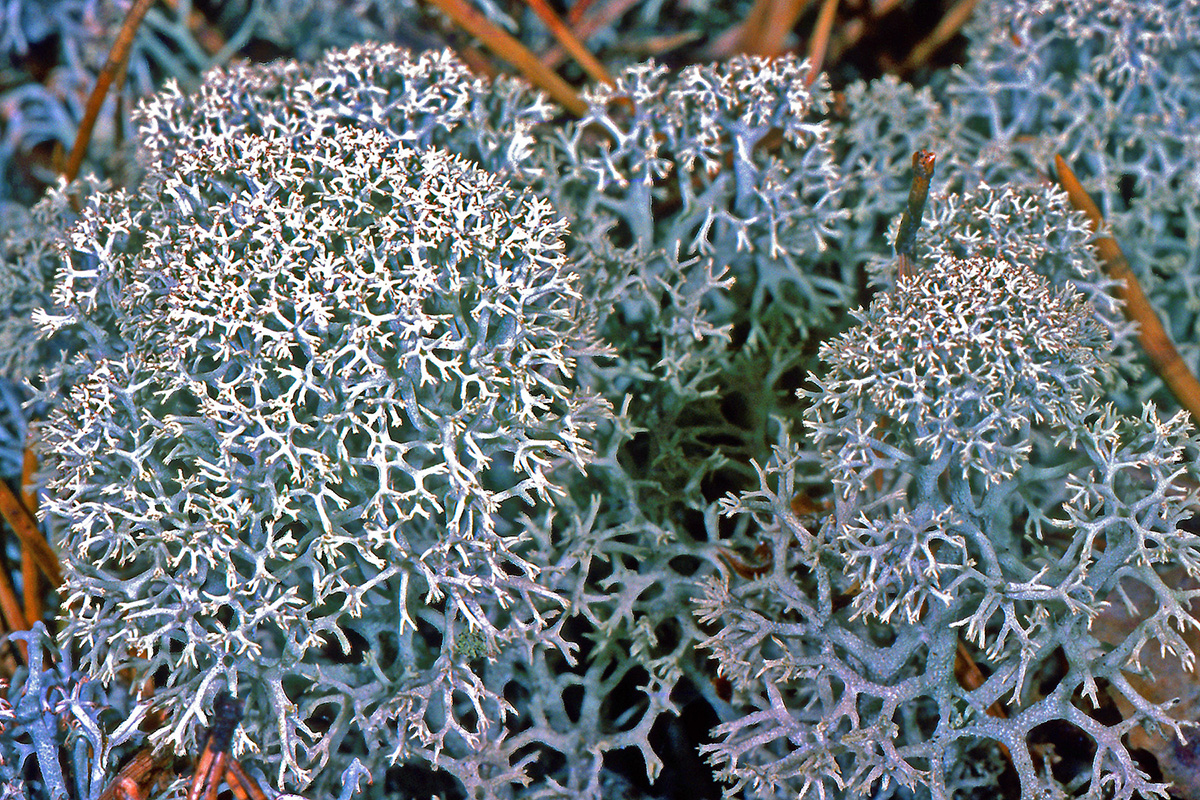 Cladoniaceae Cladonia stellaris