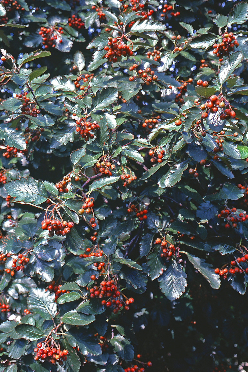 Rosaceae Sorbus intermedia