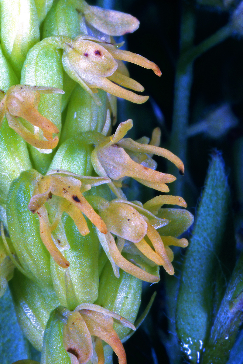 Orchidaceae Herminium monorchis