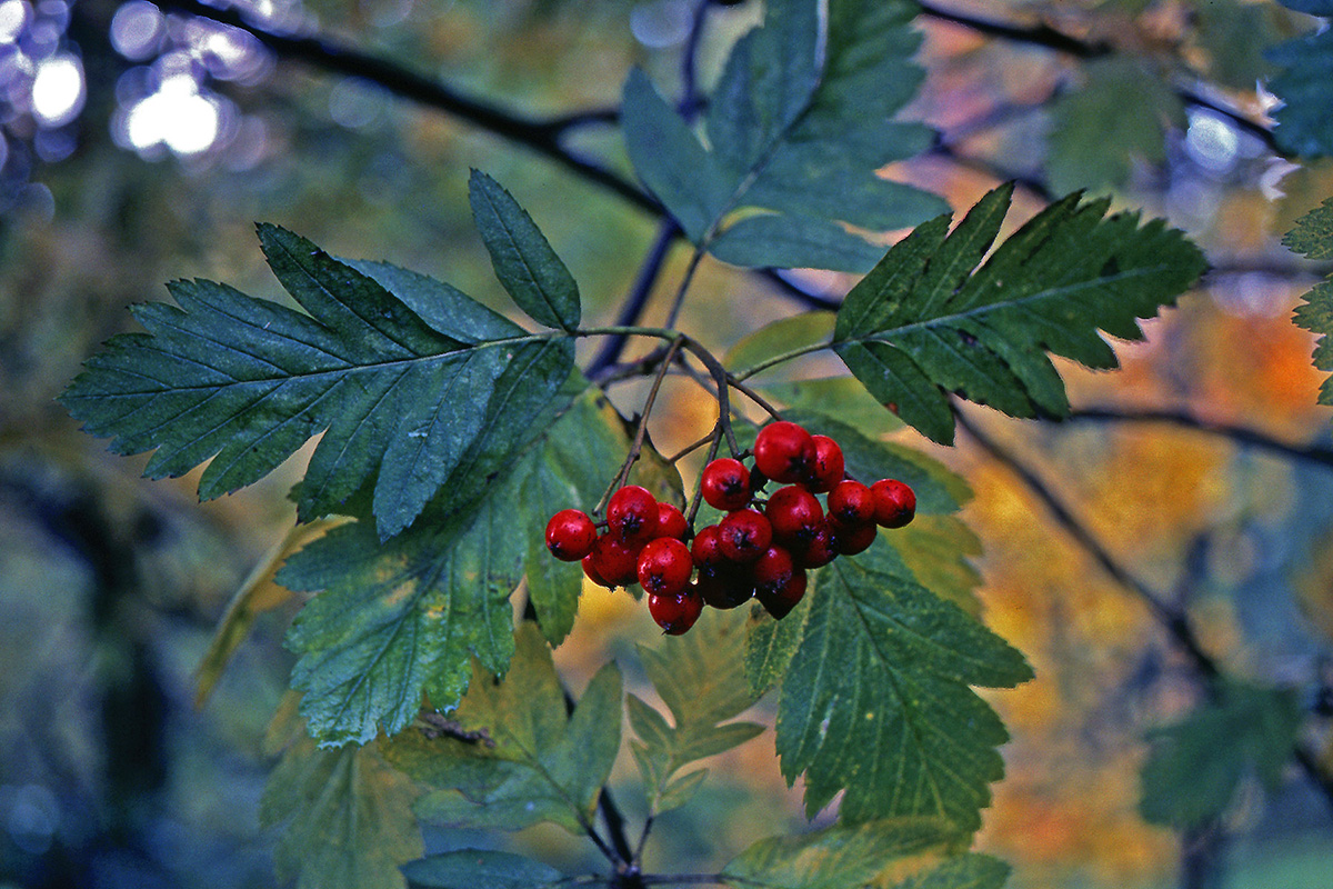 Rosaceae Sorbus hybrida