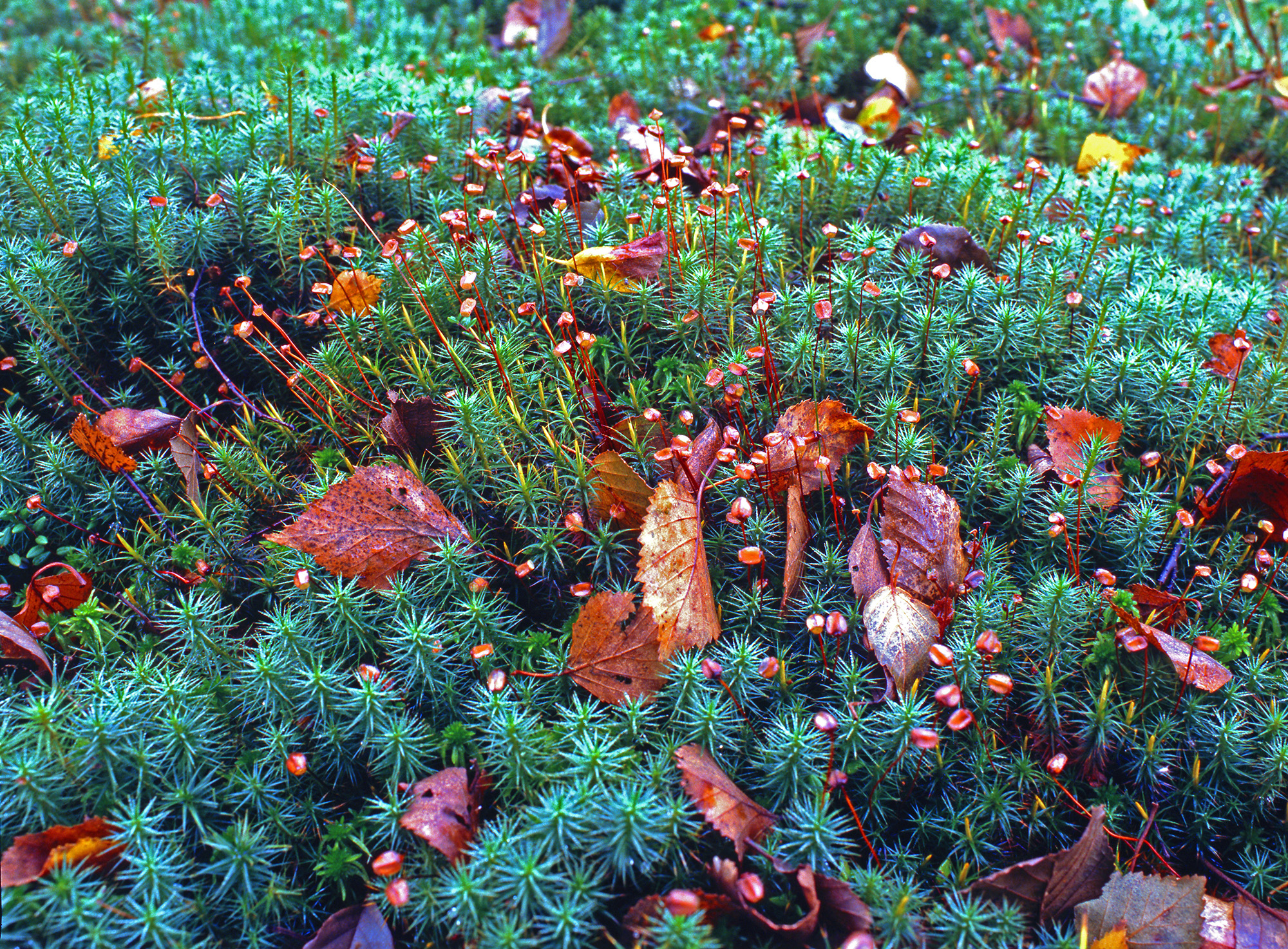 Polytrichaceae Polytrichum commune