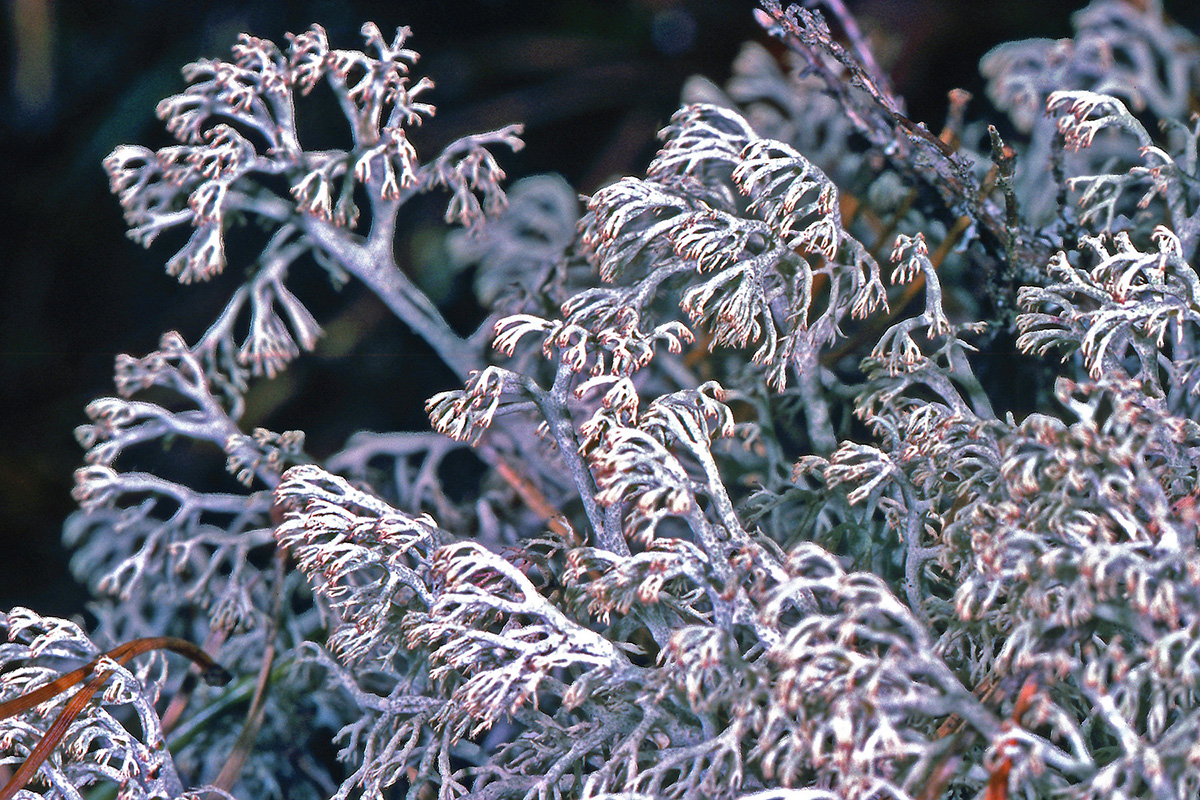 Cladoniaceae Cladonia arbuscula