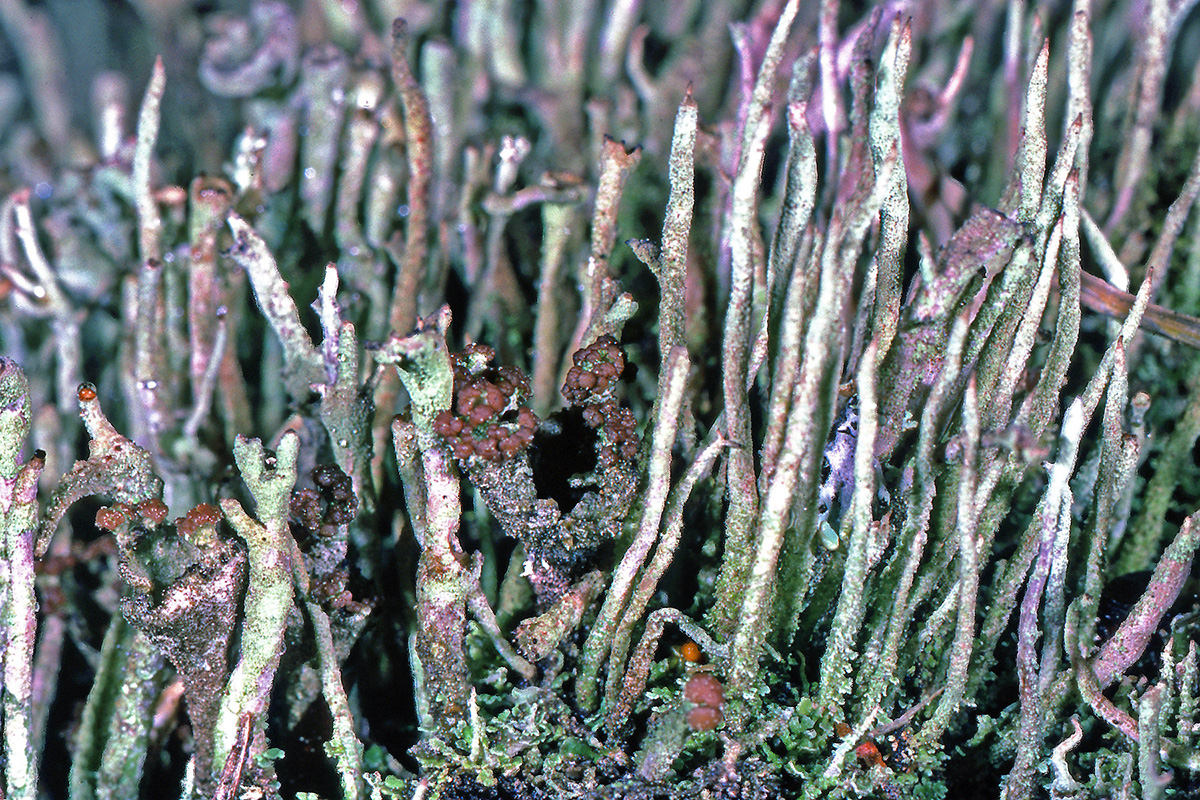 Cladoniaceae Cladonia bacillaris