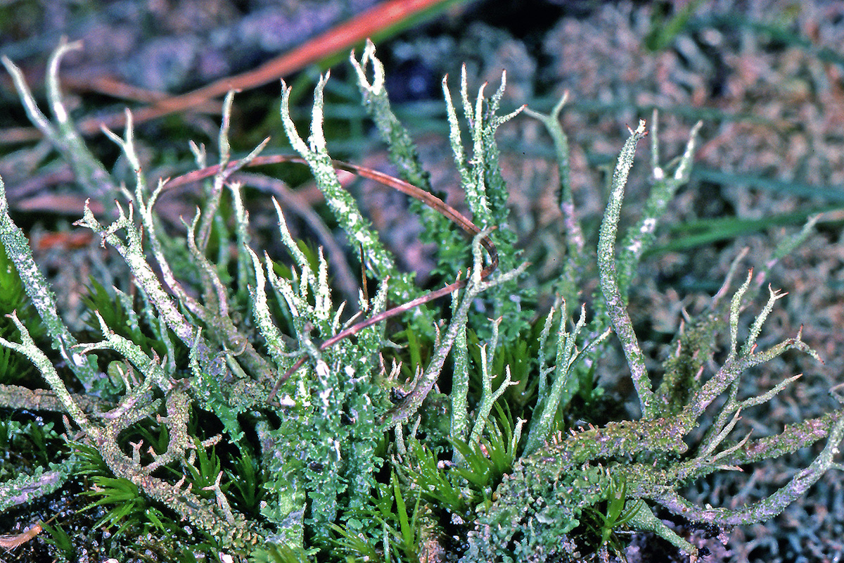 Cladoniaceae Cladonia scabriuscula