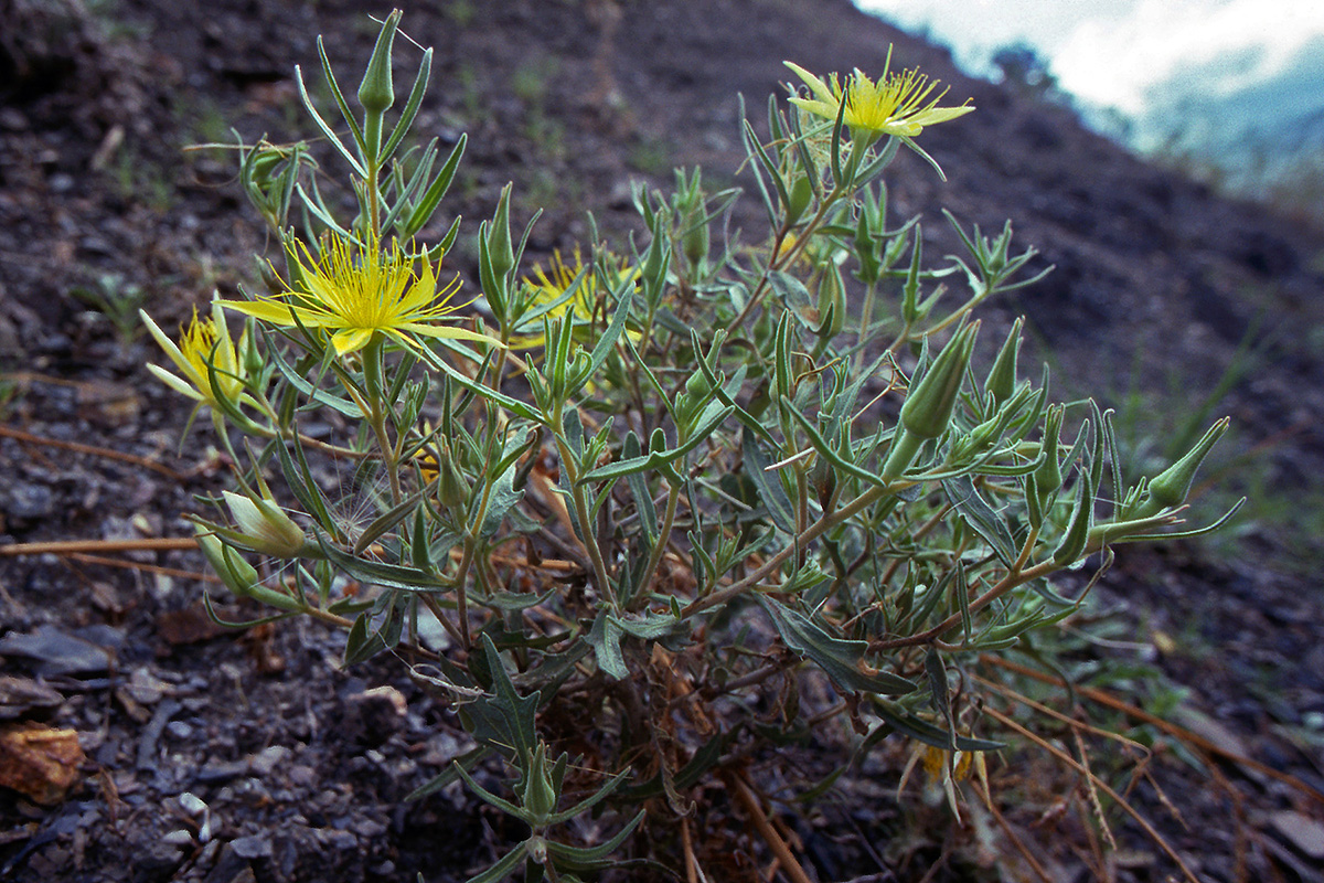 Loasaceae Mentzelia laevicaulis