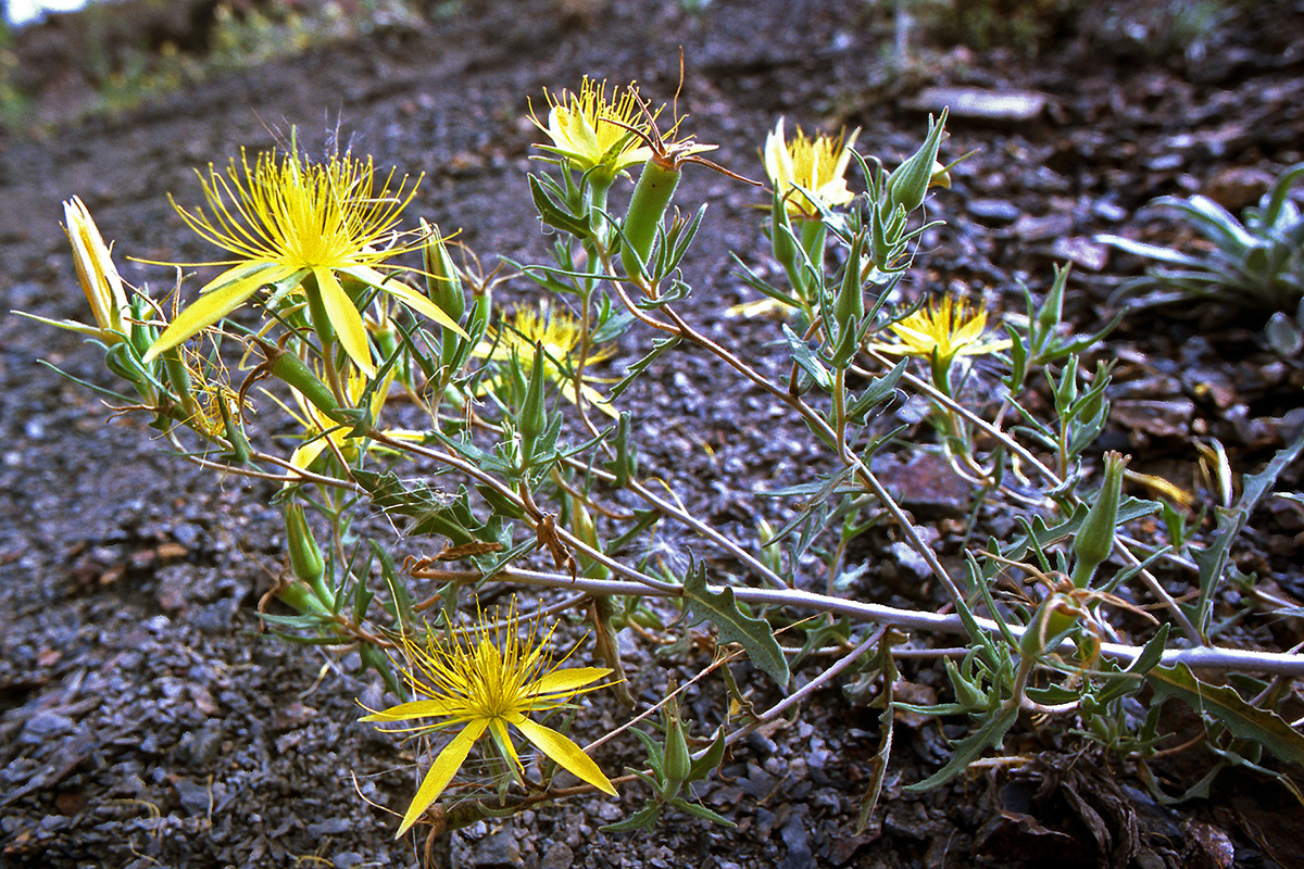 Loasaceae Mentzelia laevicaulis
