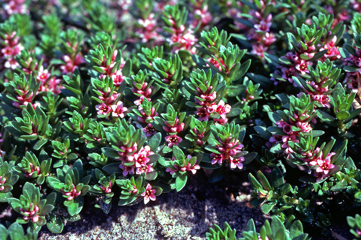 Primulaceae Lysimachia maritima