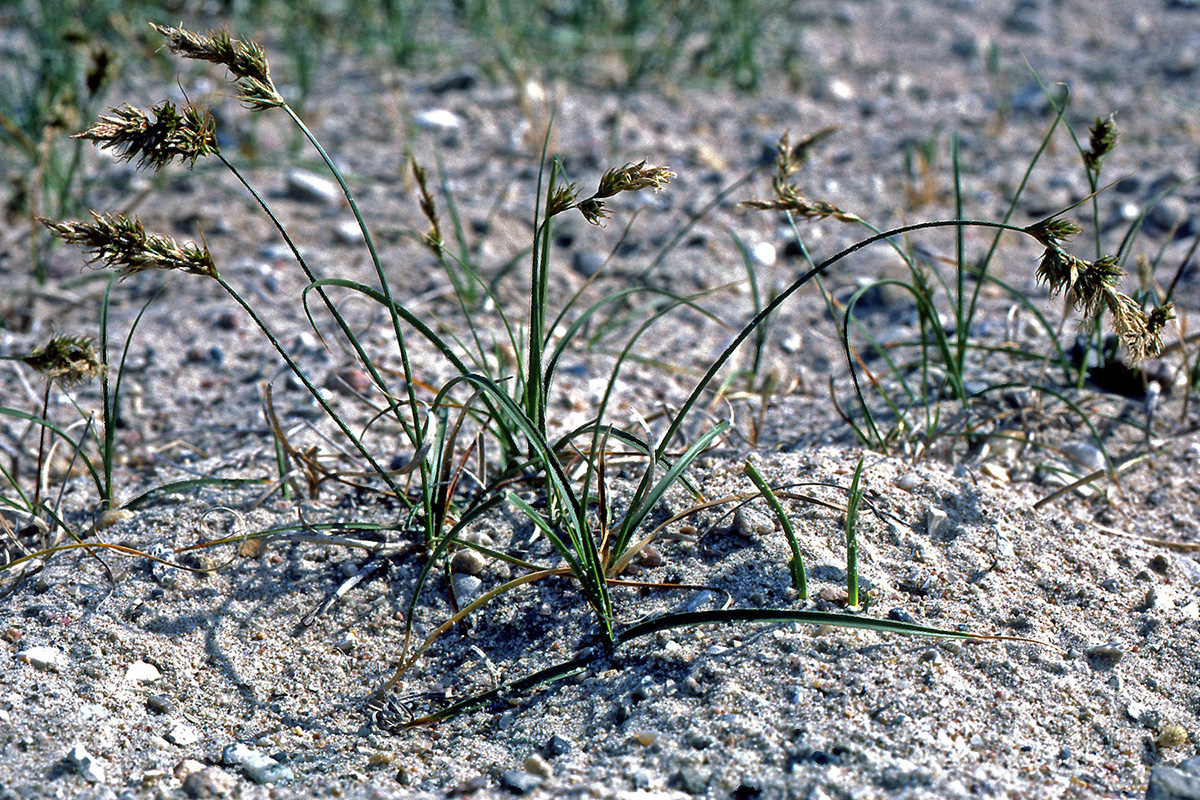 Cyperaceae Carex arenaria