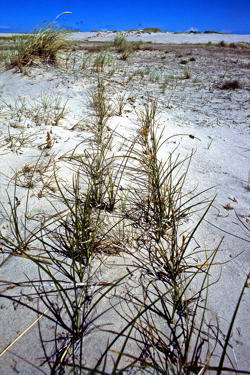 Cyperaceae Carex arenaria