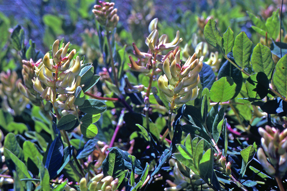 Fabaceae Astragalus glycyphyllos