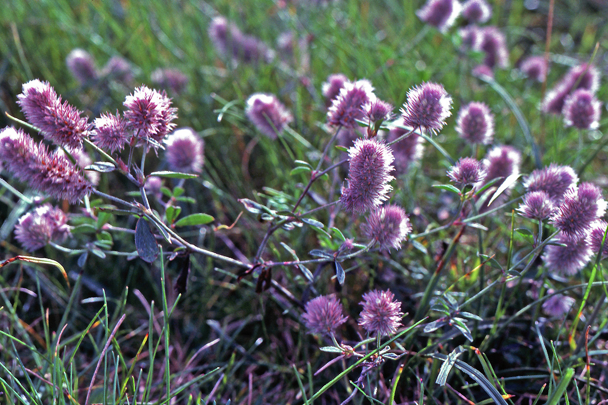 Fabaceae Trifolium arvense