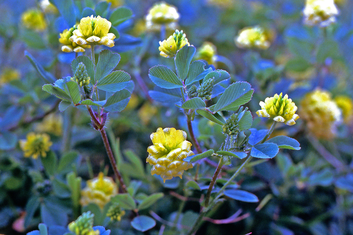Fabaceae Trifolium campestre