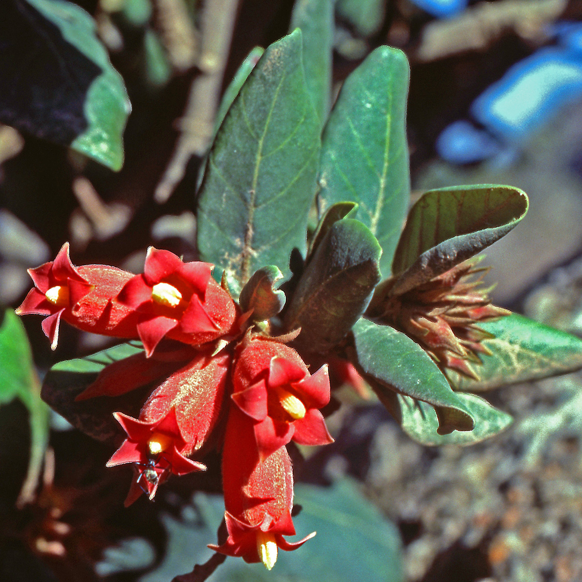 Rubiaceae Burchellia bubalina