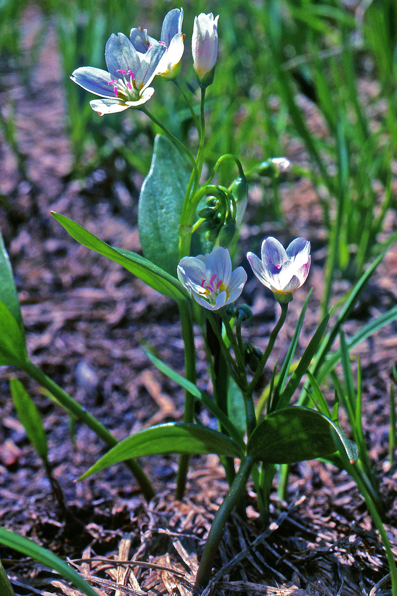 Montiaceae Claytonia lanceolata