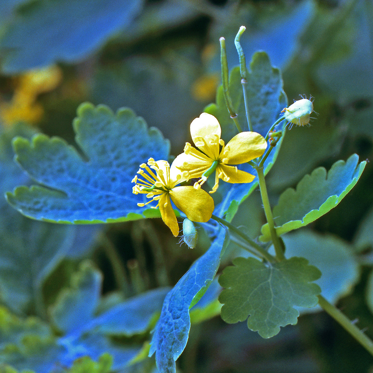 Papaveraceae Chelidonium majus