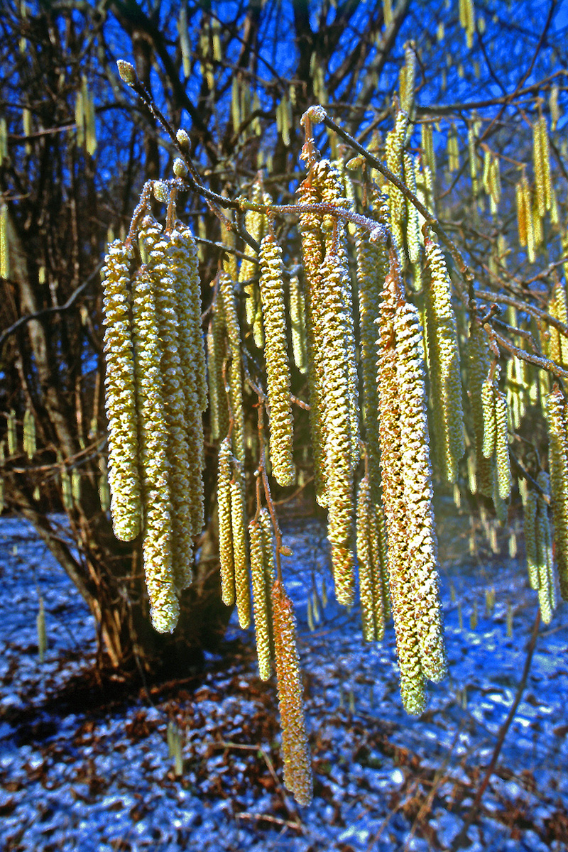 Betulaceae Corylus avellana