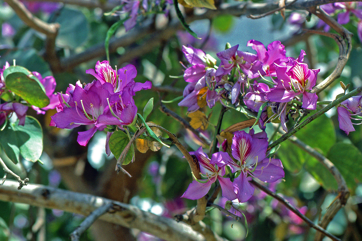 Fabaceae Bauhinia variegata