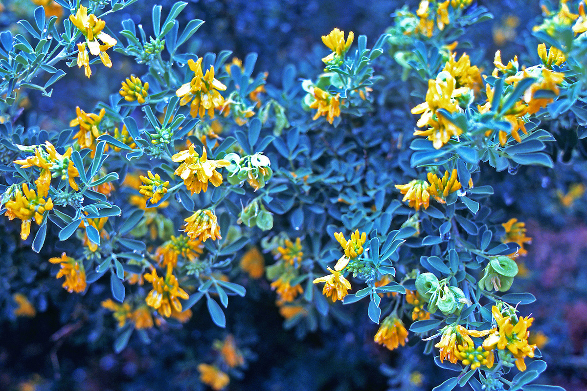 Fabaceae Medicago arborea