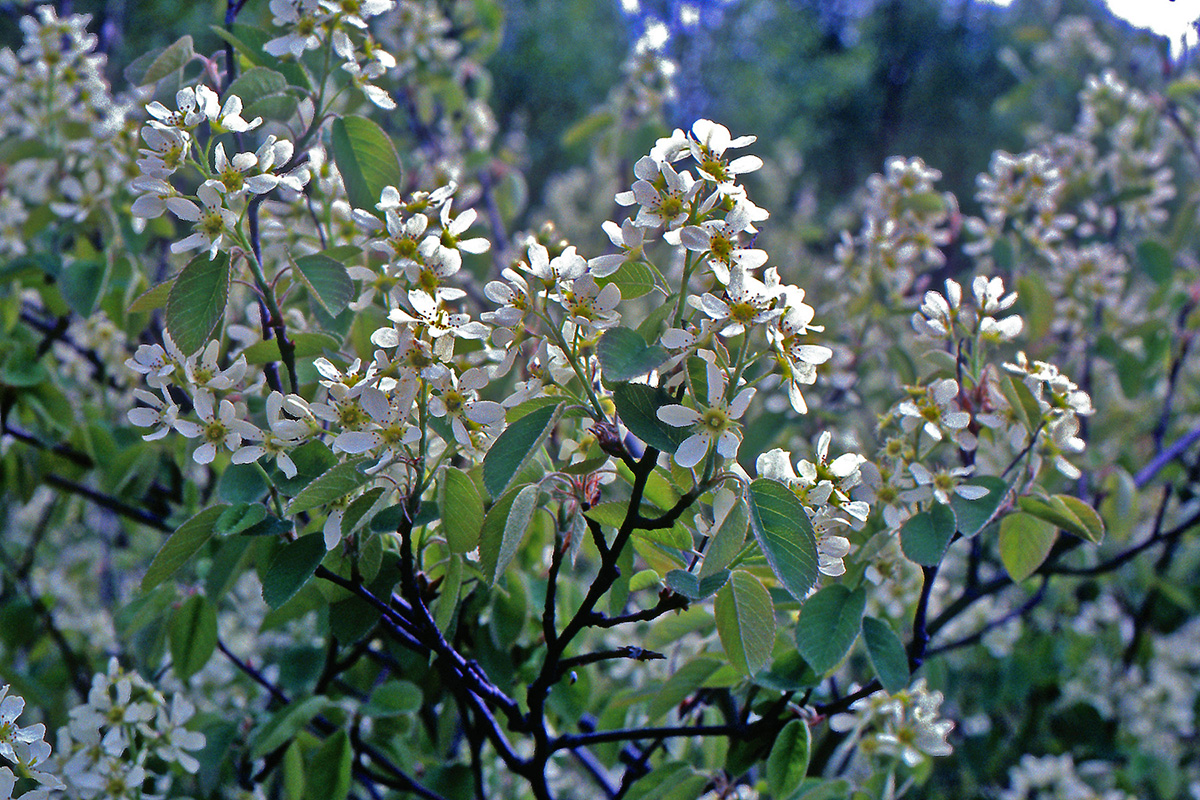 Rosaceae Amelanchier spicata