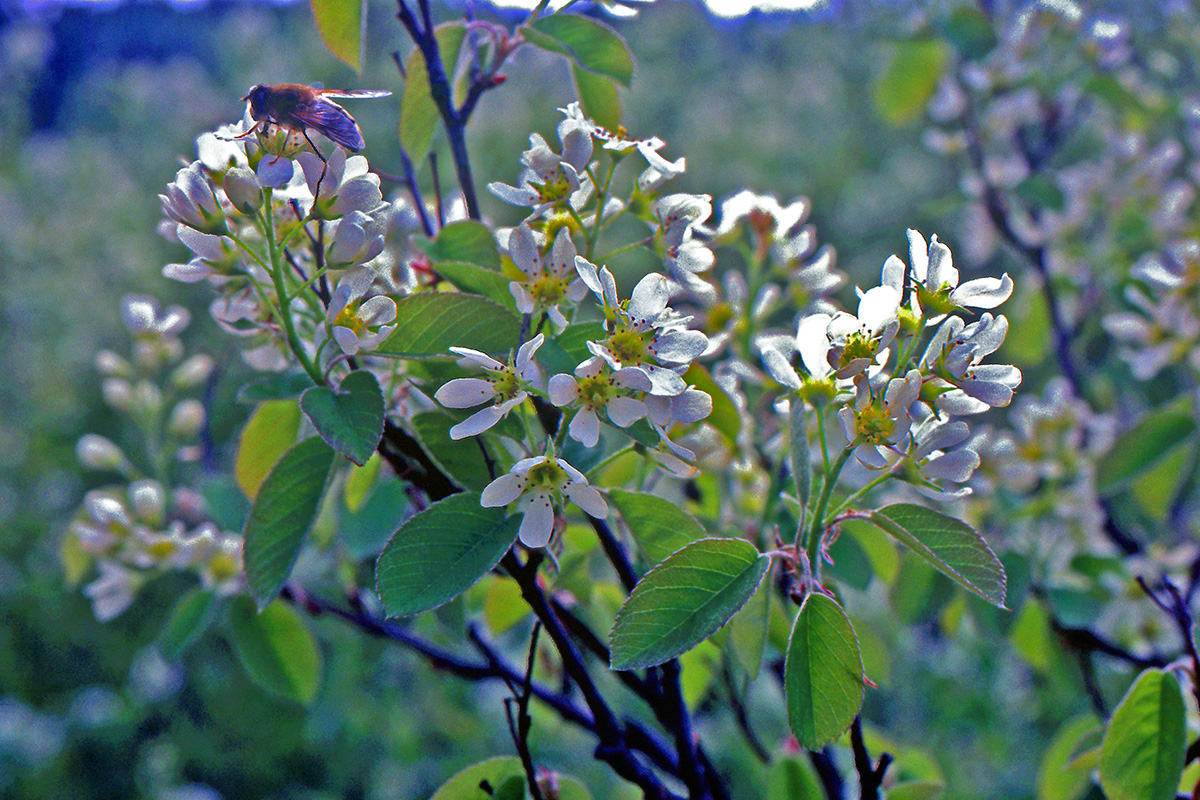 Rosaceae Amelanchier spicata