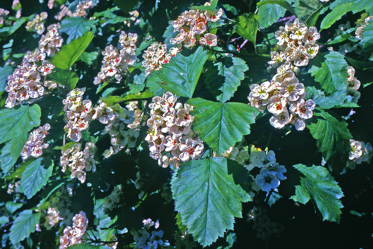 Rosaceae Crataegus submollis