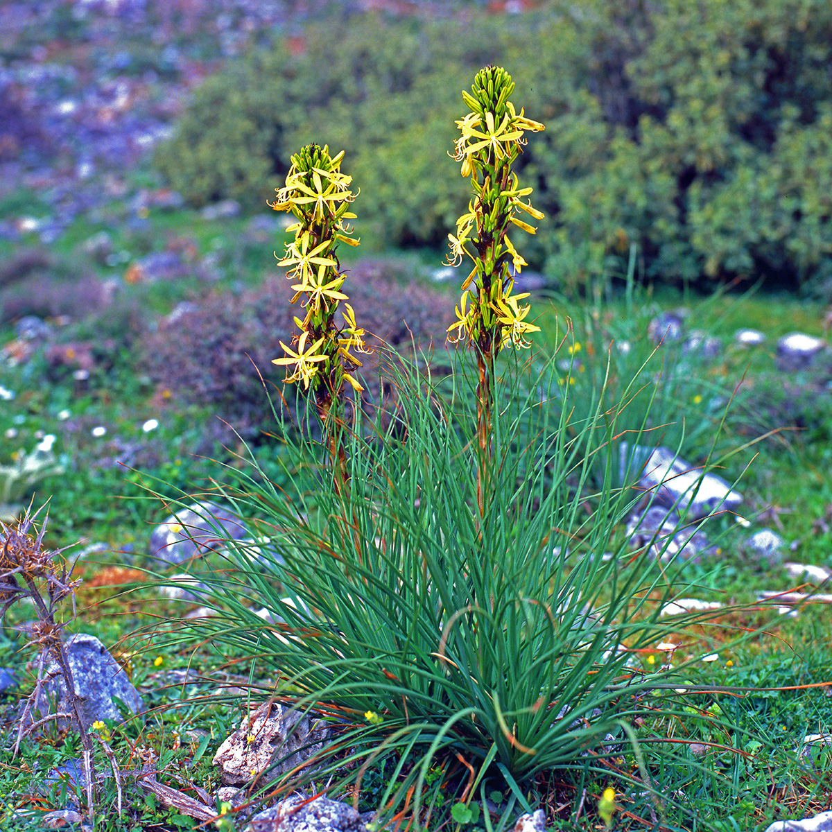 Asphodelaceae Asphodeline lutea