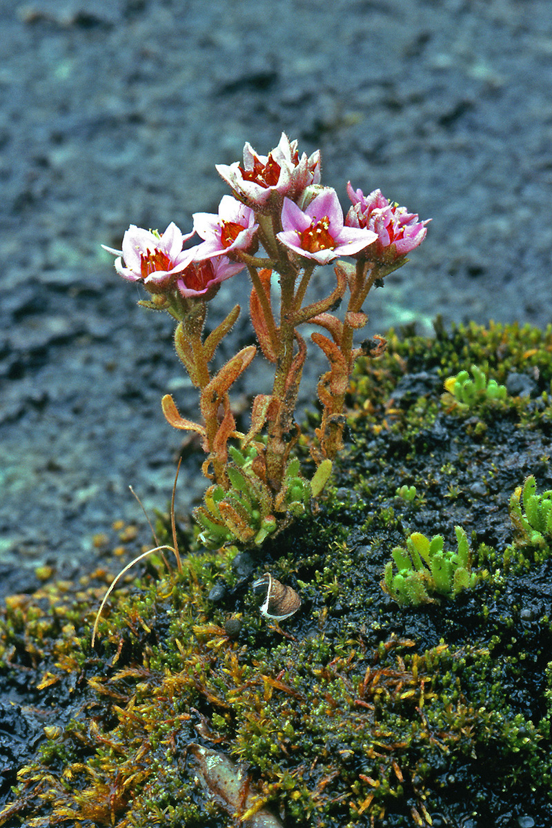 Crassulaceae Sedum villosum